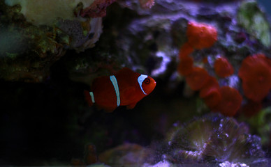 Fototapeta na wymiar Goldflake Maroon Clownfish - Premnas biaculeatus