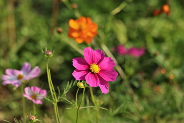 陽射しを受けるピンク色とオレンジ色のコスモス
