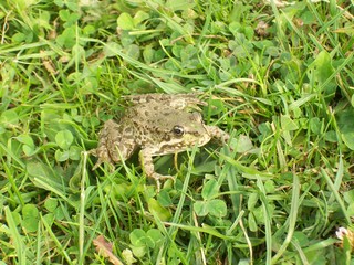 frog in grass