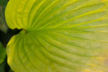 Closeup macro of green fern leaves in rain forest show textured of the organs with selective focus...
