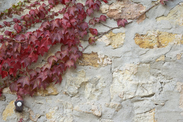 Texture, Old stone wall with red, green creeper as background.