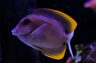 Bristletooth Tomini Tang - (Ctenochaetus tominiensis) 