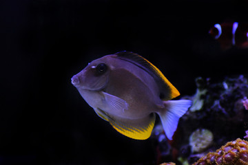 Bristletooth Tomini Tang - (Ctenochaetus tominiensis) 