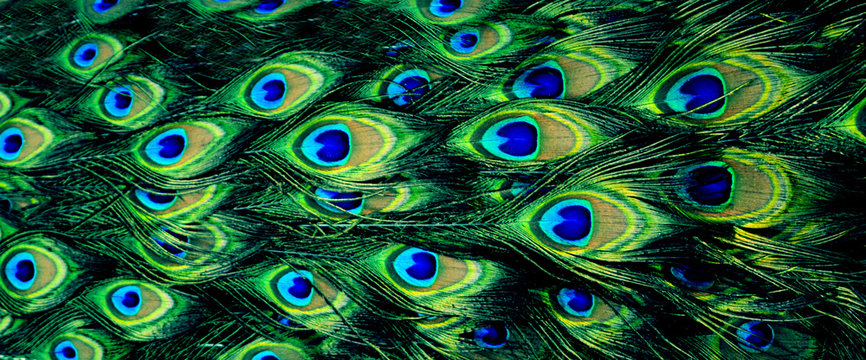 beautiful natural bright background (texture), peacock feathers, panorama