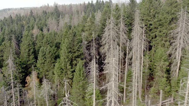 Forest Killed and Destroyed By Bark Beetle Infestation