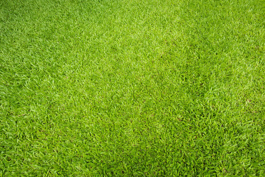 Green grass background and textured, Top view and detail of turf floor at soccer field, Green sward texture for natural background