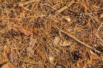 Close up of fir needles and cones in the fall in the forest. Background texture wallpaper.