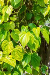 Betel leaves plant with sunlight