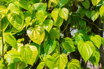 Betel leaves plant with sunlight