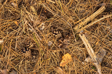 Close up of fir needles and cones in the fall in the forest. Background texture wallpaper.