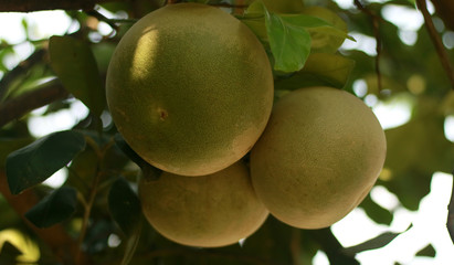 Pomelo or Citrus grandis on tree.