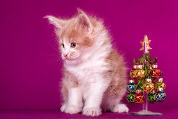 Fototapeta na wymiar A cute maine coon kitten sitting near a Christmas tree on the pink background in a studio.