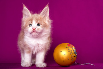 Fototapeta na wymiar A cute maine coon kitten sitting near a Christmas ball on the pink background in a studio.