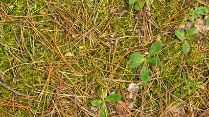Close up of fir needles and cones in the fall in the forest. Background texture wallpaper.