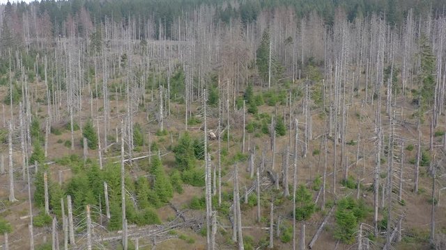 Forest Killed and Destroyed By Bark Beetle Infestation