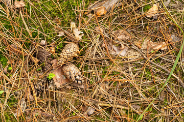 Fallen cones and spruce needles in the fall lie on the grass and moss close up. Copy space background.