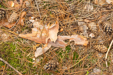 Close up of fir needles and cones in the fall in the forest. Background texture wallpaper.