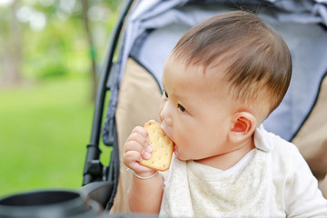 Close up Infant baby boy eating cracker biscuit sitting on stroller in nature park.