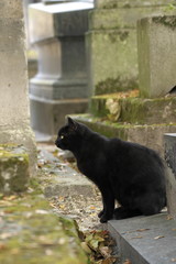 Paris,France-October 19,2018: Black cats in Montmartre cemetery in Paris, France