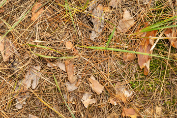 Fallen cones and spruce needles in the fall lie on the grass and moss close up. Copy space background.