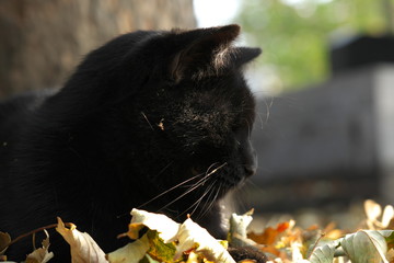 Paris,France-October 19,2018: Black cats in Montmartre cemetery in Paris, France