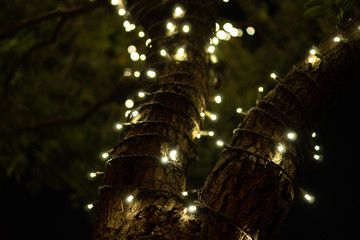 Christmas lights wrapped around a tree during holiday season with bokeh balls at night