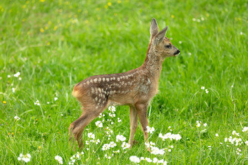Beautiful Deer Fawn