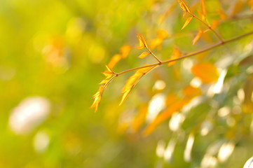 Closeup nature view of yellow leaves on blurred greenery background