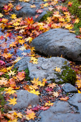 Red, orange, and yellow Japanese maple leaves fallen on stepping stones in Japanese garden