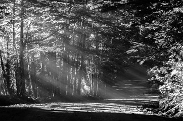rayos de luz filtrandose por los arboles del bosque