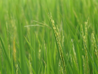 Fototapeta na wymiar green rice file before harvest in summer