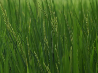 green rice file before harvest in summer