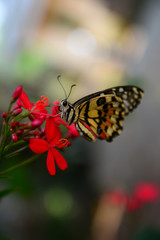 Fototapeta na wymiar butterfly on a flower