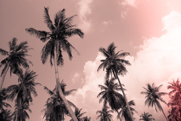 Obraz na płótnie Canvas Coconut palm trees - Tropical summer beach holiday, Light leak effect