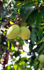 Mango fruit on tree.