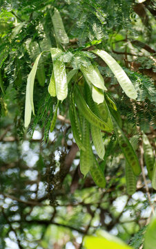 white leadtree on tree. Common names include jumbay, river tamarind, subabul,and white popinac.