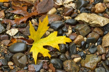 Yellow leaf laying on small rocks