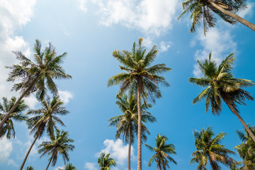 Obraz na płótnie Canvas Coconut palm trees in sunny day with blue sky - Tropical summer breeze holiday