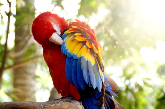 Guacamaya
