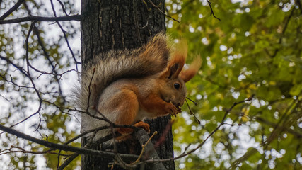 Fluffy squirrel on the tree eats a nut