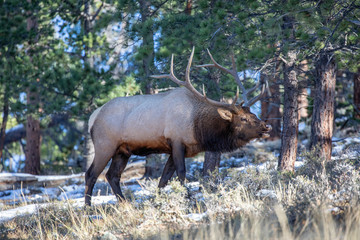 Fototapeta premium bull elk in the forest at Rocky mountain national park