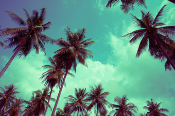 Fototapeta na wymiar Coconut palm trees - Tropical summer beach holiday, Vintage tone