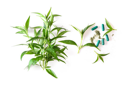 fresh kariyat herb plant and capsule on white background. top view