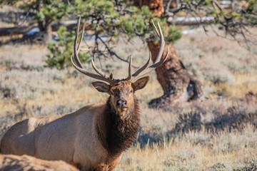 Naklejka na ściany i meble Bull Elk During Rut at Rocky Mountain National Park