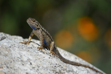 Lizard with Blue Belly Close Up Macro