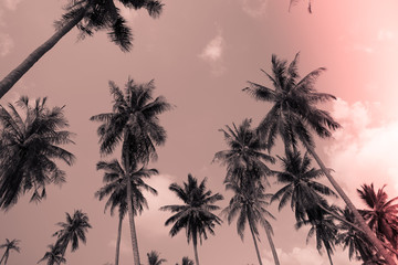 Obraz na płótnie Canvas Coconut palm trees - Tropical summer beach holiday, Light leak effect