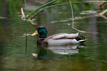 Mallard duck with green head in a lake