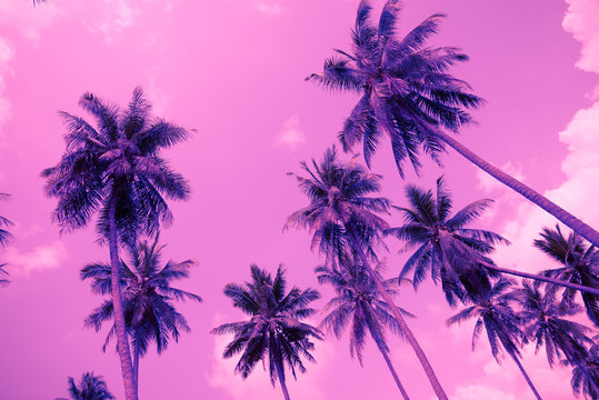 Coconut palm trees - Tropical summer beach holiday, Violet fun tone