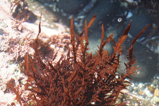 phycoerythrin Red  in tide pool