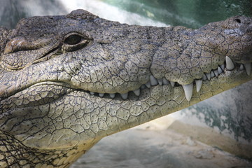 Reptile resting